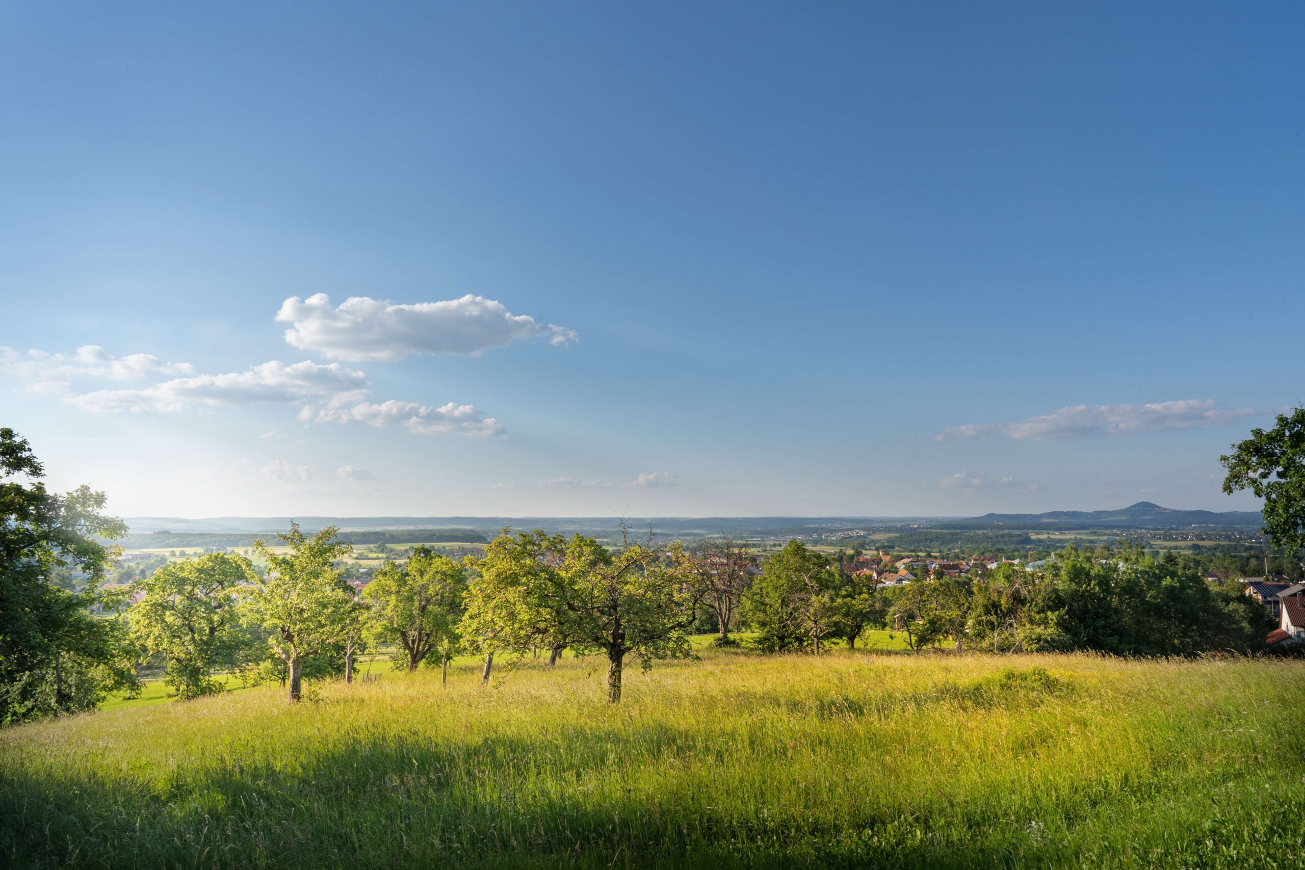 Blick auf eine weite Wiese mit Bäumen.