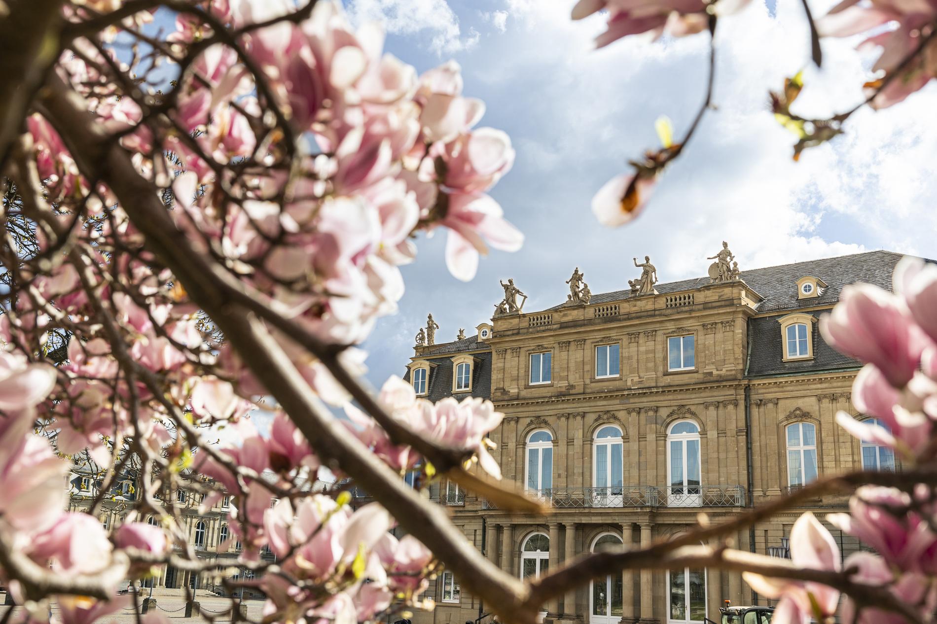 Kirschblüten auf dem Schlossplatz